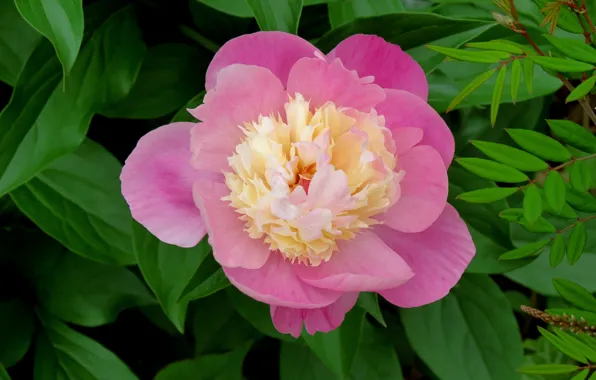 Picture leaves, pink, Flower, petals, pink, flowers, leaves