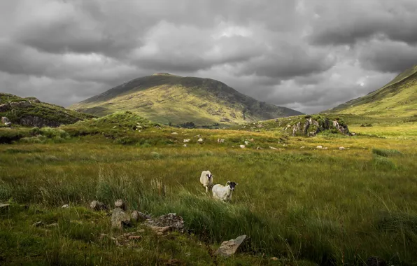 Mountains, hills, sheep, pasture