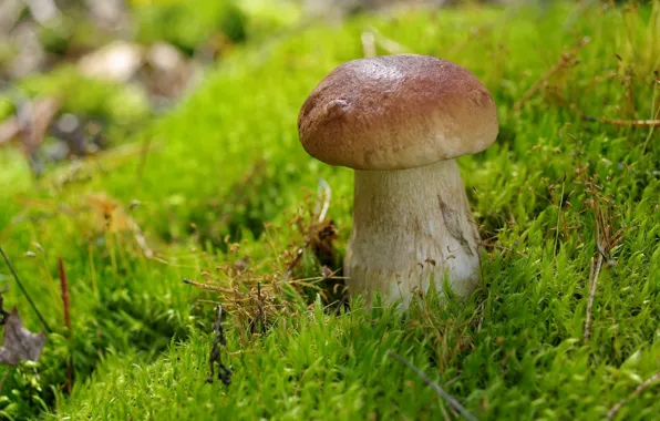 Mushroom, moss, Borovik