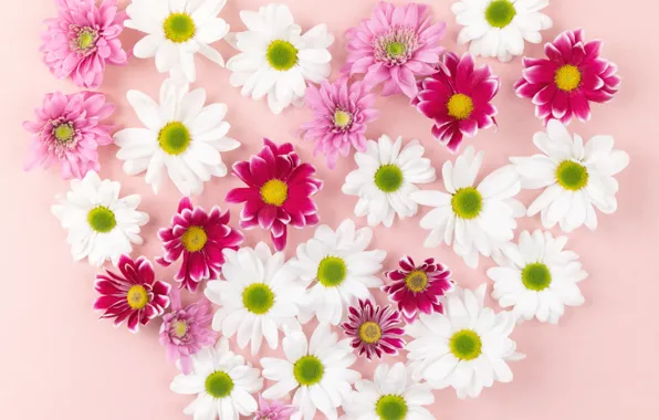 Flowers, background, heart, Chrysanthemum