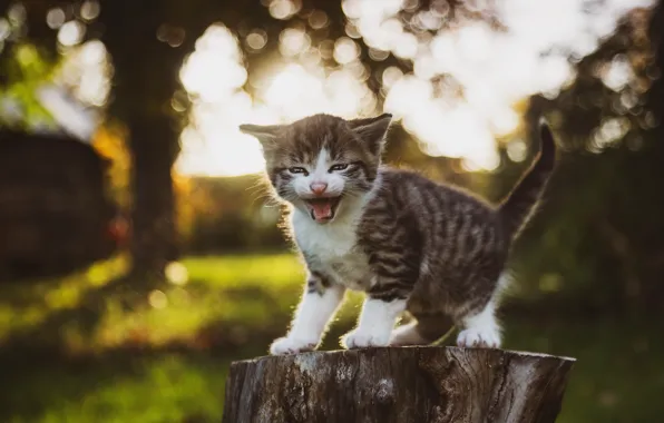 Picture nature, kitty, meows