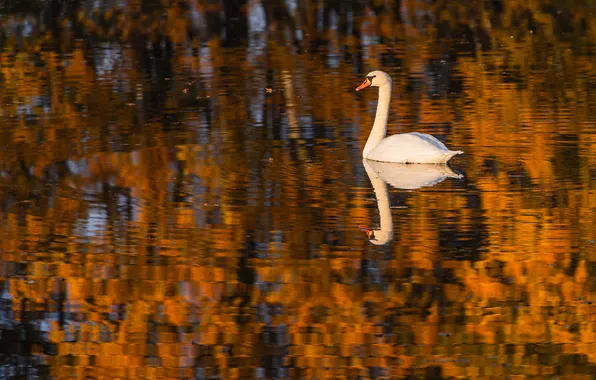Autumn, forest, white, light, reflection, bird, Swan, pond