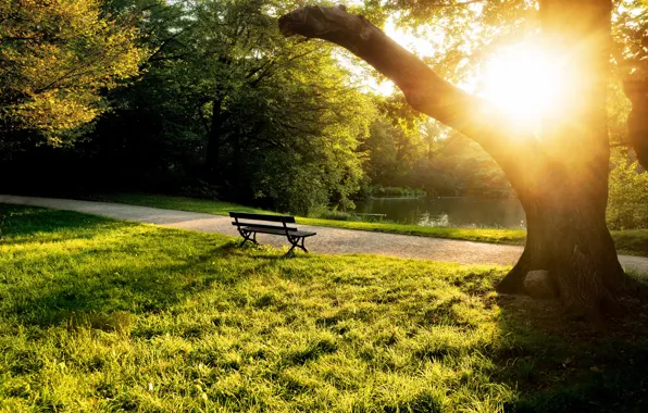 Summer, grass, the sun, trees, bench, pond, the evening, shop