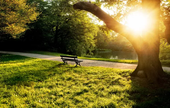 Picture summer, grass, the sun, trees, bench, pond, tree, the evening