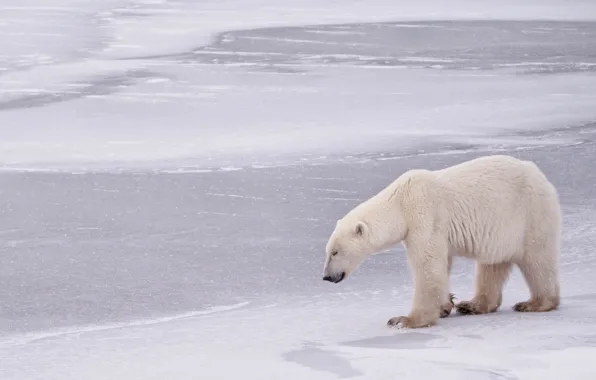 Winter, bear, Canada, Canada, polar bear, polar bear, Manitoba, Hudson Bay
