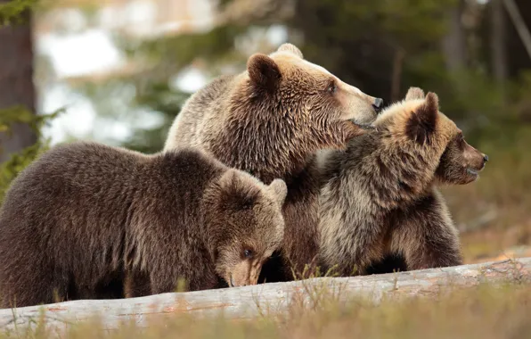 Autumn, forest, look, nature, pose, bear, bears, log