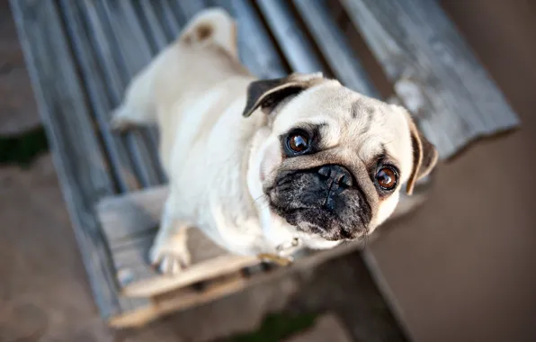 Picture eyes, mood, dog, blur, pug, ears, face