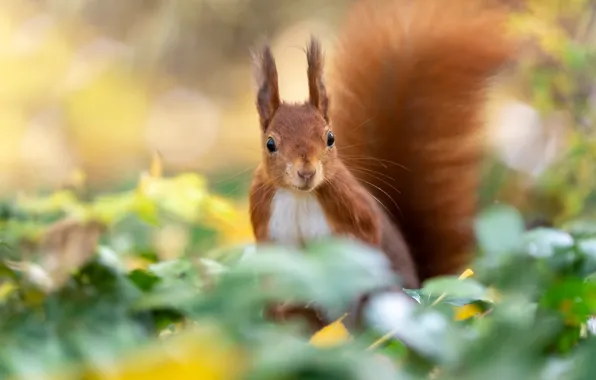 Picture autumn, leaves, nature, animal, protein, bokeh, animal