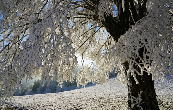 Winter, frost, the sky, snow, trees, nature, frost, frozen tree