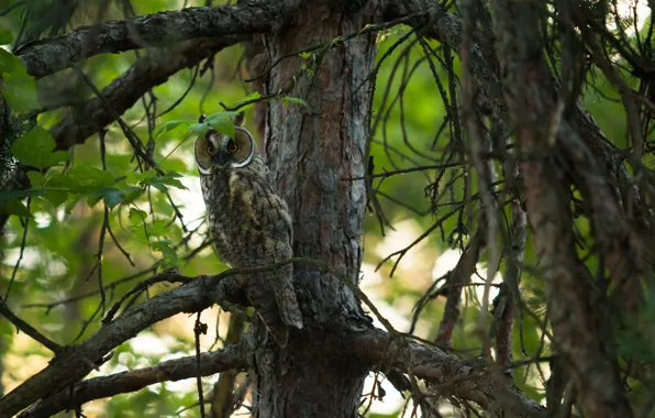 Forest, summer, eyes, trees, branches, nature, background, owl