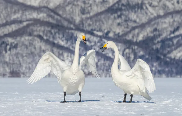 Winter, field, light, snow, mountains, birds, nature, pose