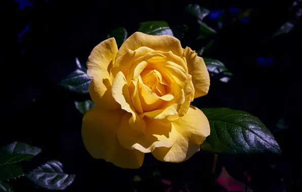 Flower, leaves, the dark background, rose, yellow