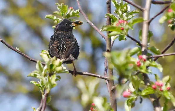 Nature, spring, Starling