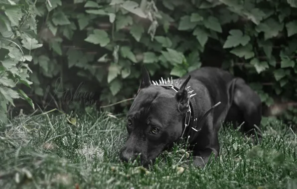 Greens, grass, eyes, look, dog, black, sad eyes, staff