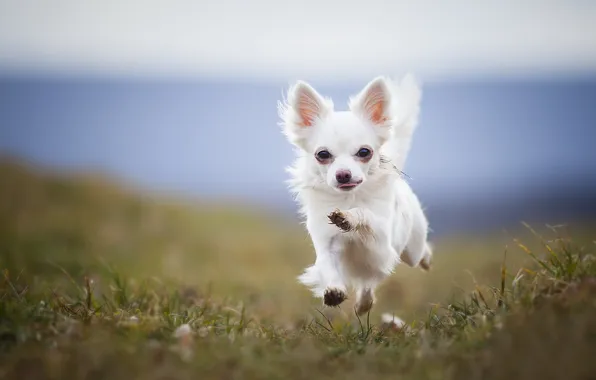 Picture background, dog, running