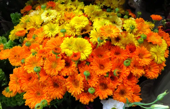 Nature, bouquet, petals