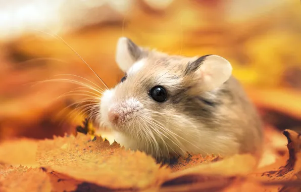 Picture autumn, leaves, macro, hamster, by Thunderi