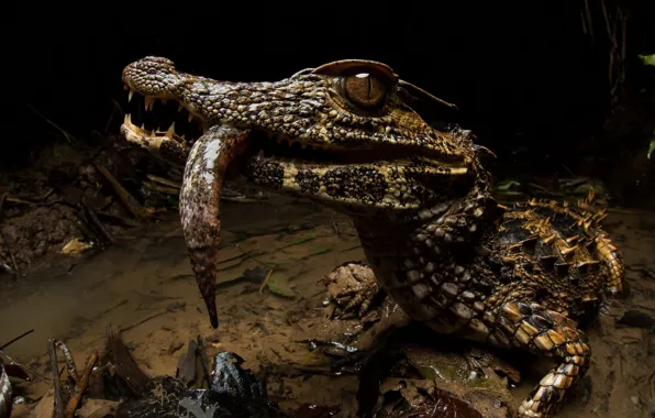 Picture nature, background, Paleosuchus trigonatus, Crowned dwarf caiman