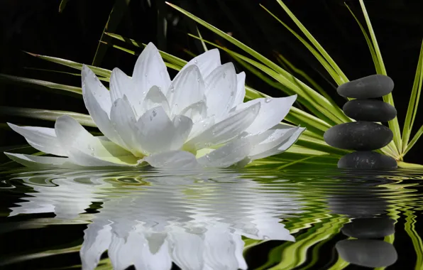 Picture white, flower, water, reflection, stones, stems, Lotus, green