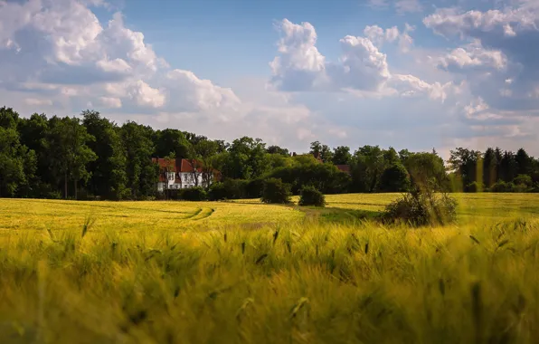 Field, summer, the sky, clouds, trees, nature, house, rye