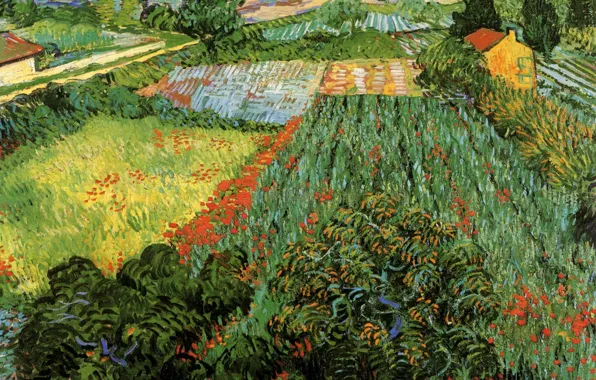 Flowers, the bushes, Vincent van Gogh, Poppies, areas, Field with