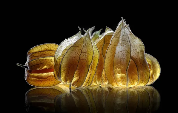 Reflection, lighting, fruit, black background, physalis