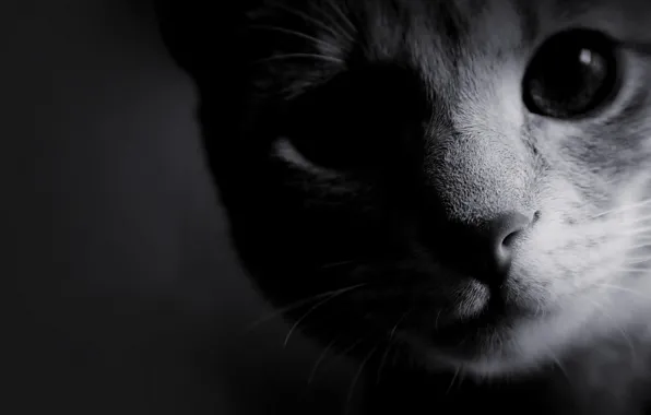 Look, Cat, Eyes