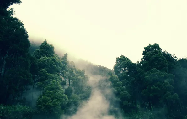 Forest, fog, tree