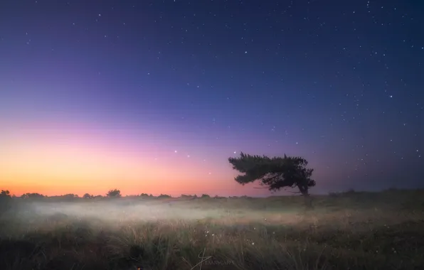 Picture stars, trees, night, fog, the evening, morning