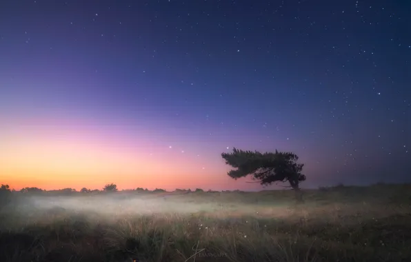 Picture stars, night, fog, tree, the evening, morning