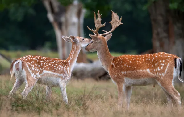 Park, glade, deer, fawn, cub, mom