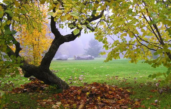 Picture leaves, fog, tree, Autumn, falling leaves, trees, nature, autumn
