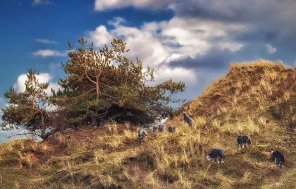 The sky, grass, blue, tree, sheep, slope, pasture, hill
