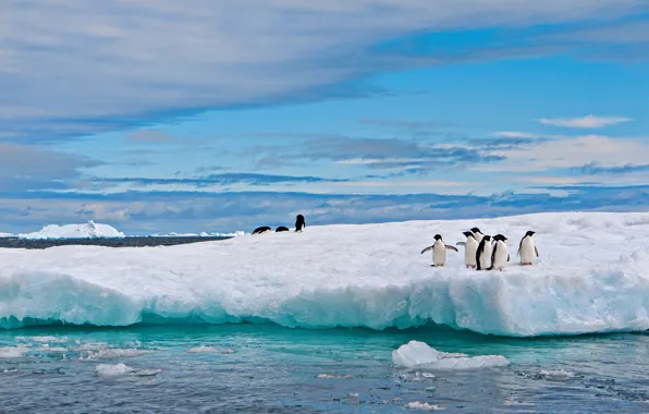 Winter, the sky, water, clouds, snow, birds, nature, blue