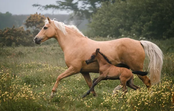 Picture animals, grass, nature, horse, meadow, foal