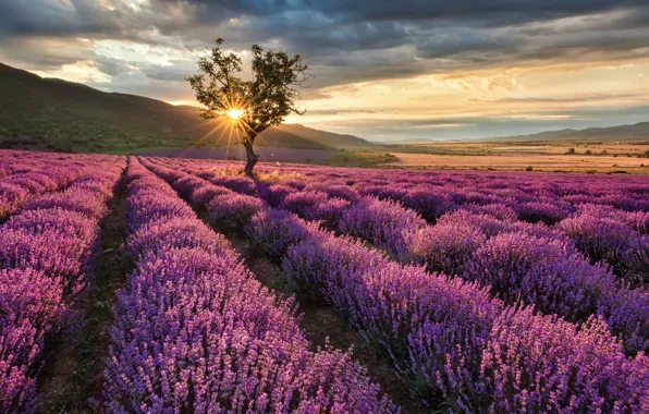 Field, Tree, Lavender, The ranks