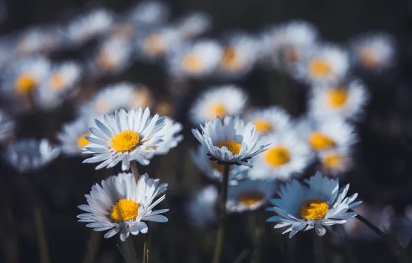 Picture flowers, the dark background, glade, chamomile, white, Daisy