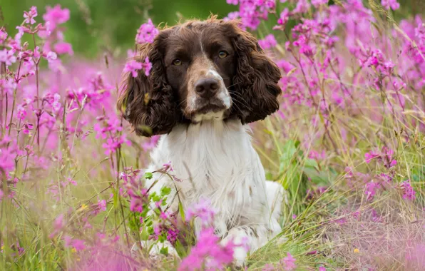 Picture flowers, dog, meadow