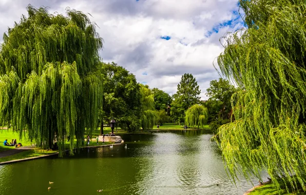 Greens, trees, pond, Park, USA, Boston, Massachusetts