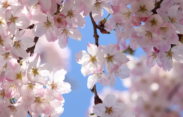 Light, flowers, branches, cherry, spring, gentle, flowering, blur