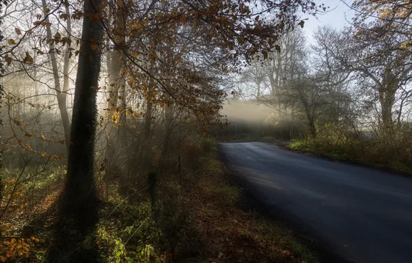 Road, autumn, morning