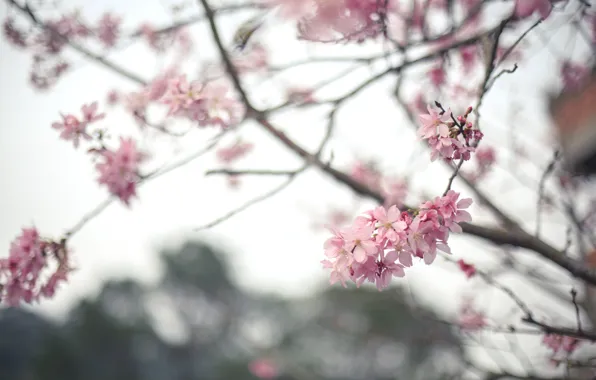 Picture flowers, tree, branch, spring, Sakura, flowering
