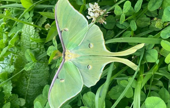 Leaves, microsemi, butterfly, wings, insect, beautiful, closeup