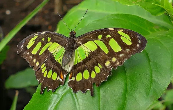 Butterfly, beautiful, green leaf