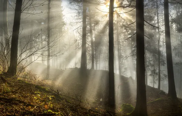 Picture forest, light, morning