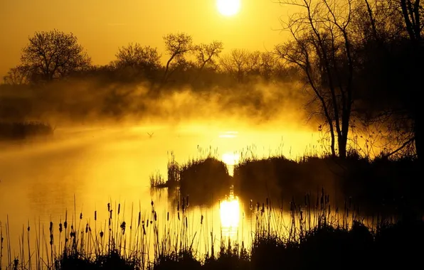 Picture nature, fog, lake, photo, the evening, the bushes