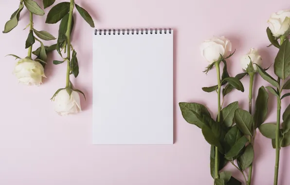 Background, pink, roses, Notepad, white, buds, pink, with