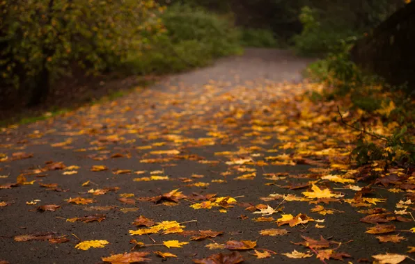 Road, autumn, asphalt, leaves, trees, nature, yellow