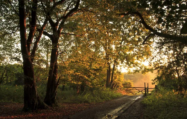 Picture road, autumn, forest, landscape, the fence