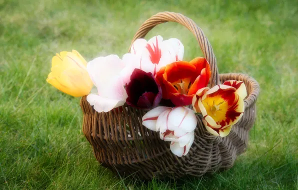 Flowers, spring, Tulips, Basket